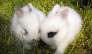 宠物兔子饲养方法和技术 宠物兔子怎么养